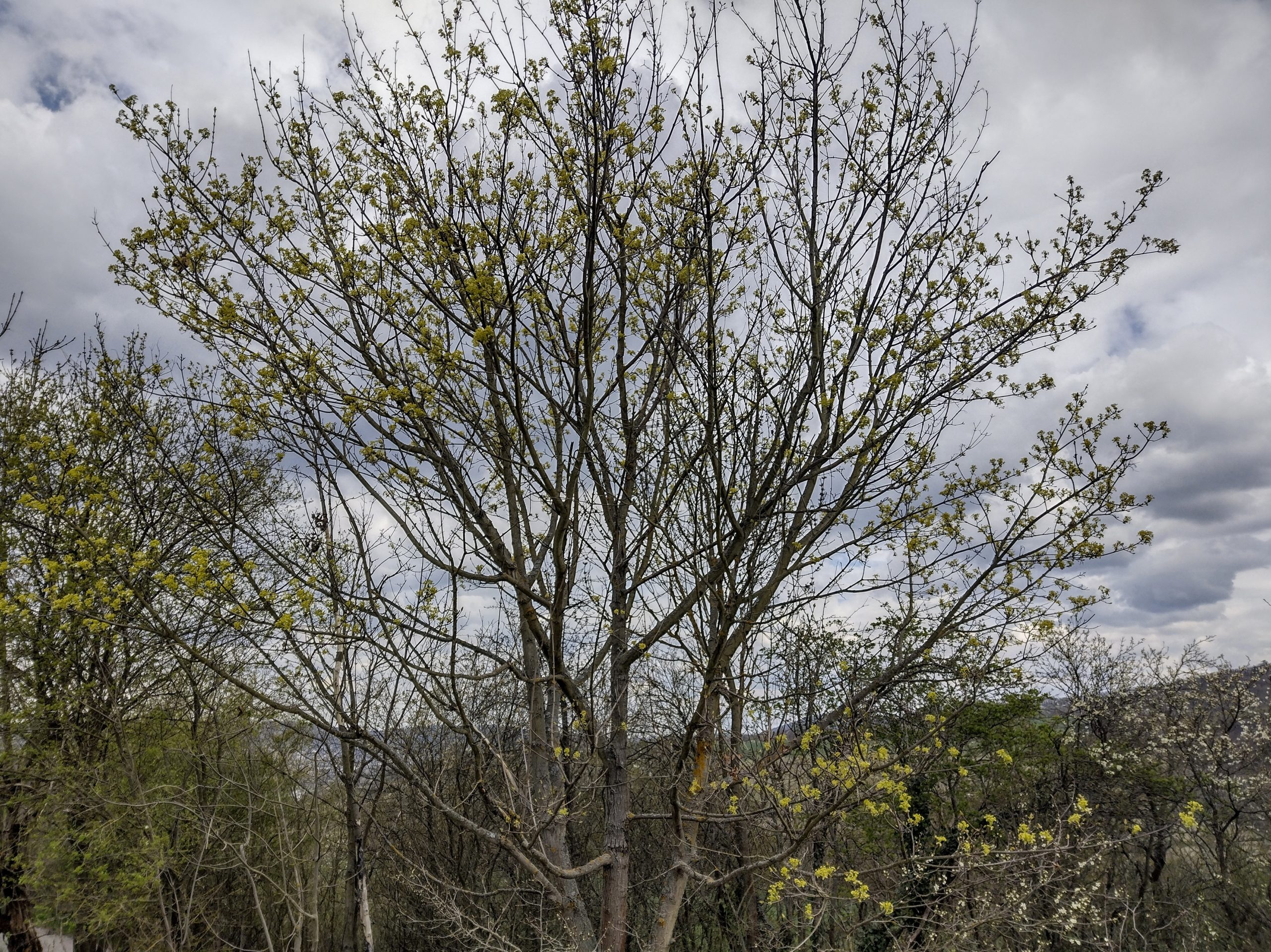 Acer platanoides L. - Javor mléč - celkový pohled