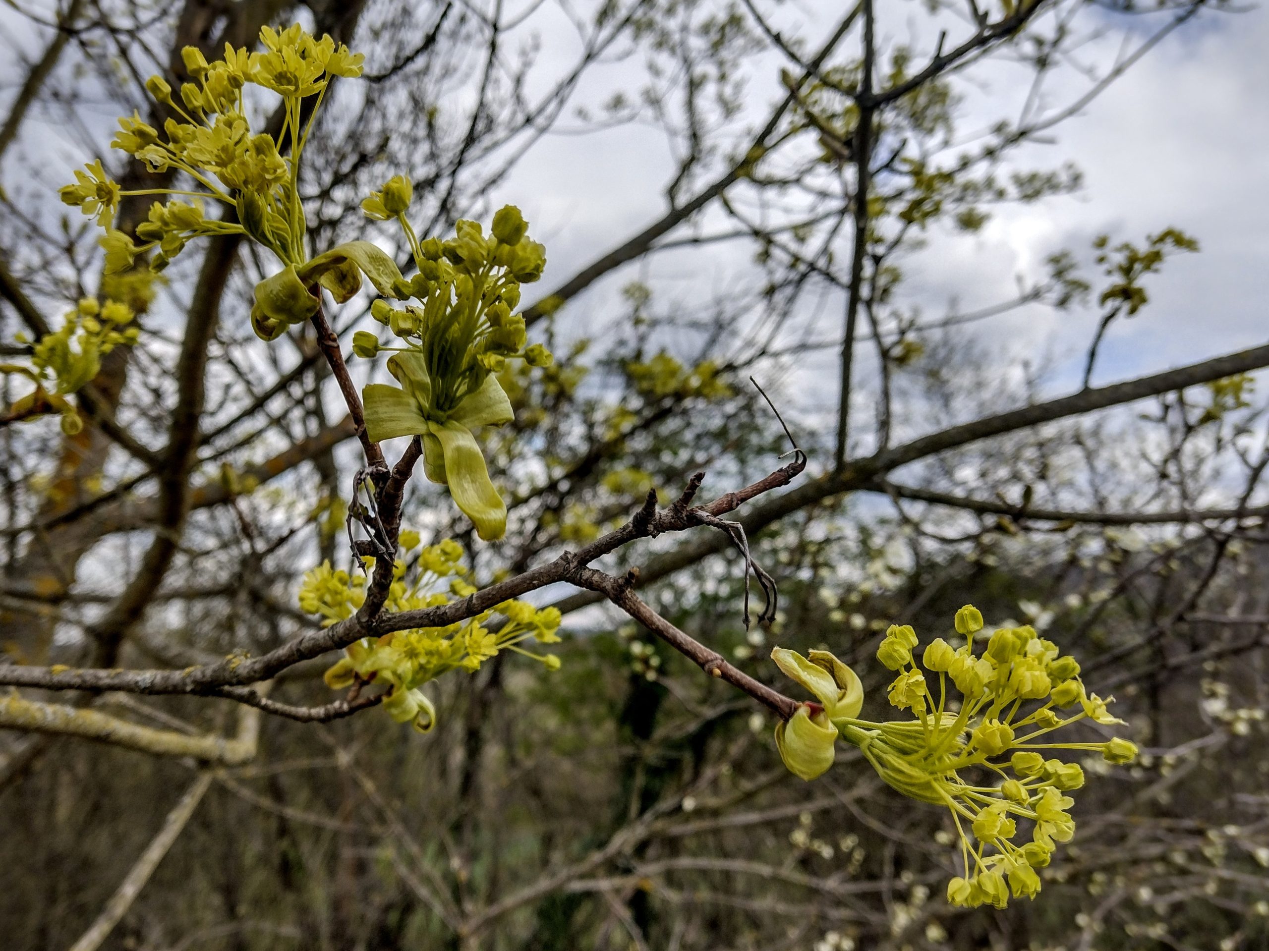 Acer platanoides L. Javor mléč květ